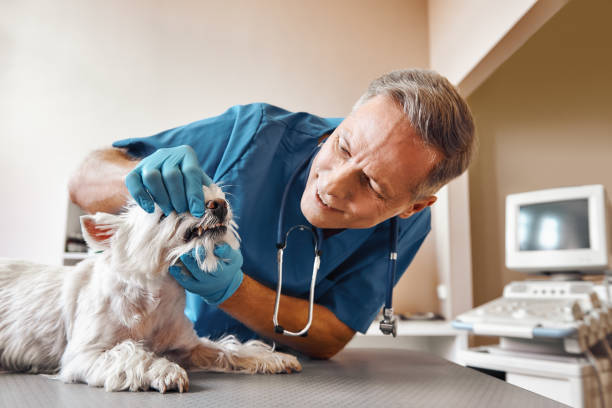 Best Pediatric Emergency Dentist in Angier, NC